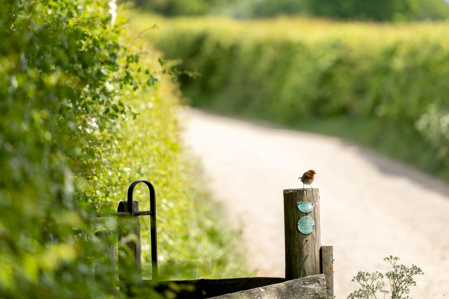 A small bird perched on top of a wooden post along a country path. The path is bordered by lush green hedges.
