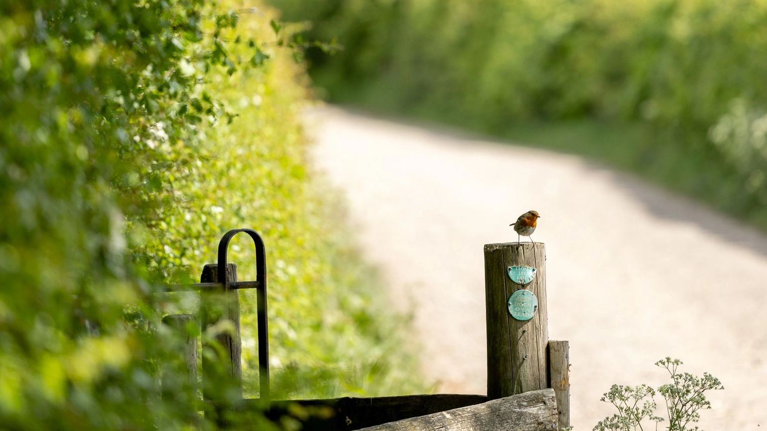 A small bird perched on top of a wooden post along a country path. The path is bordered by lush green hedges. A small bird perched on top of a wooden post along a country path. The path is bordered by lush green hedges.