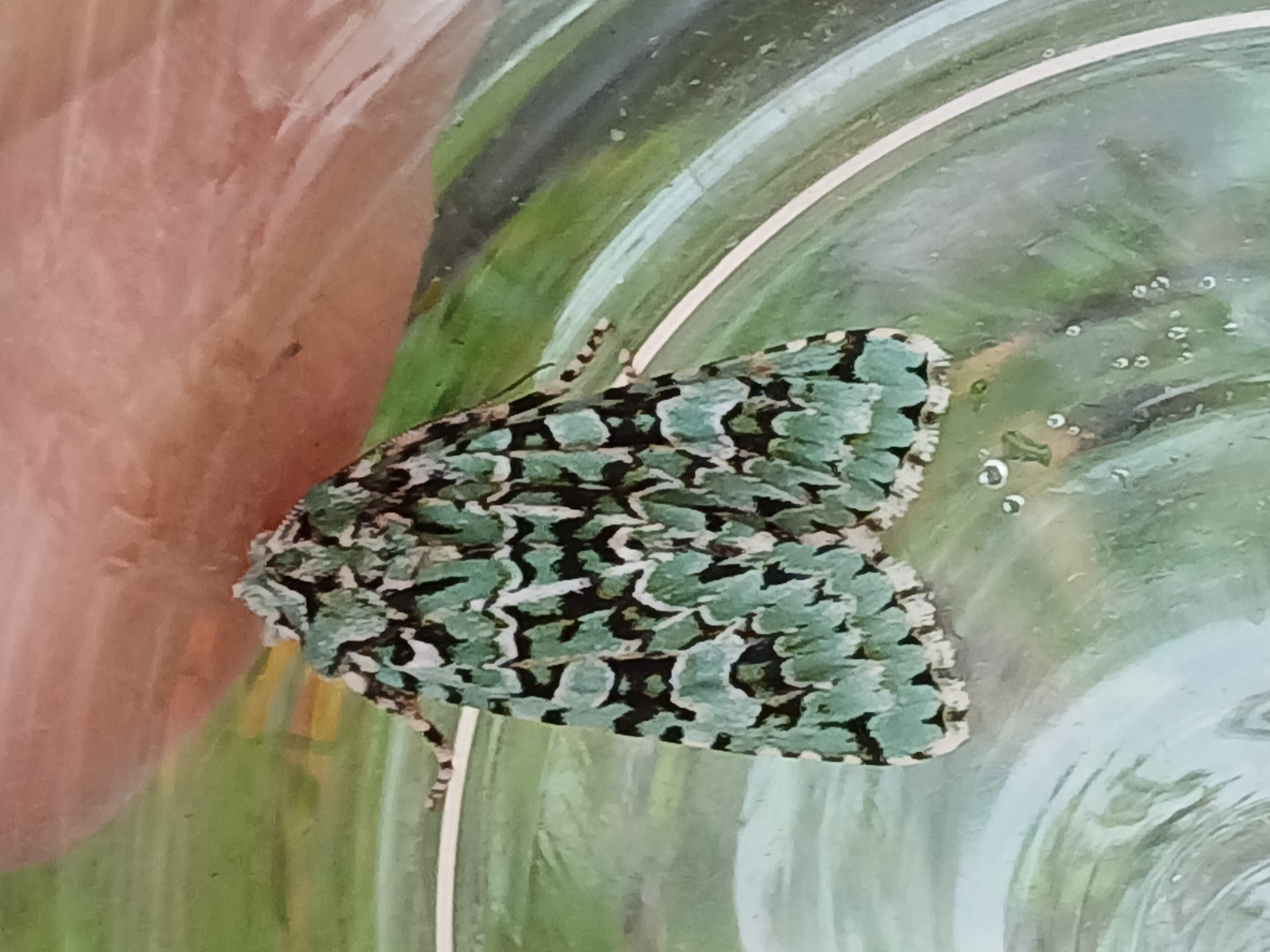 A green and black patterned Merveille du Jour moth resting on the inside of a clear container.