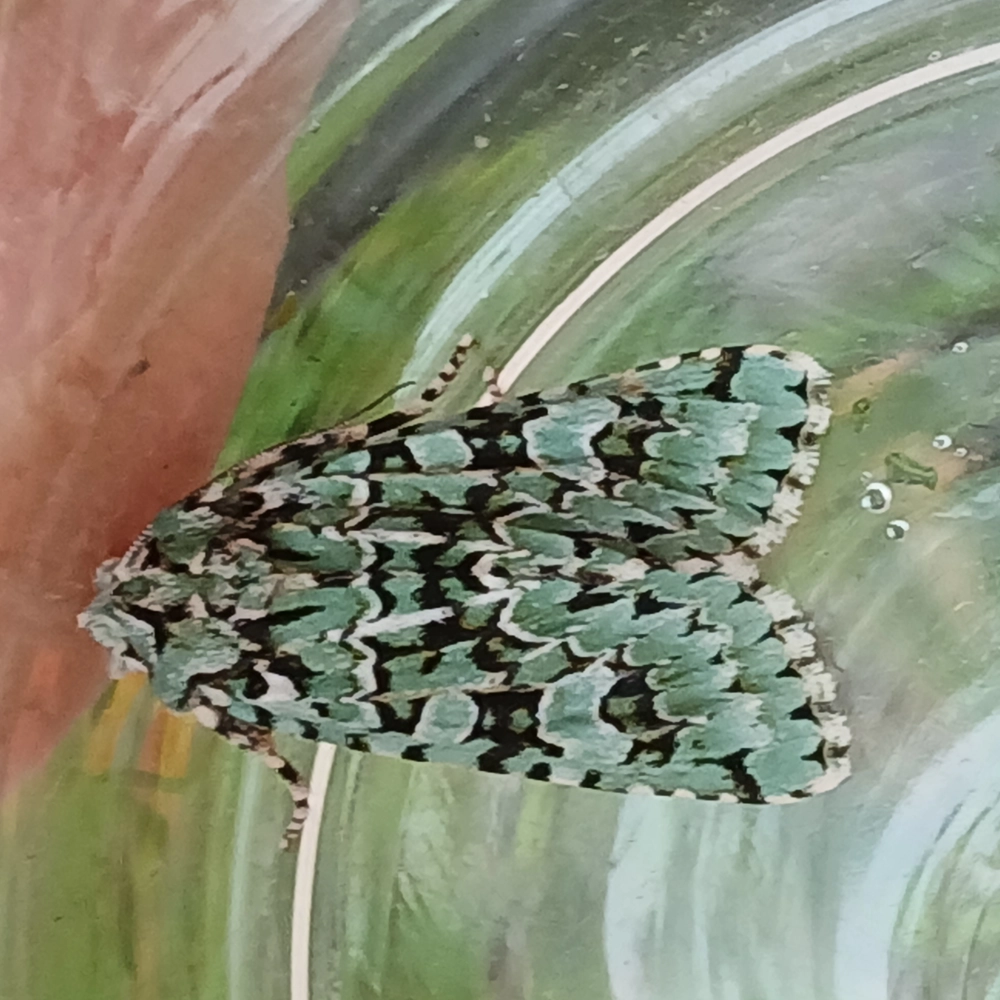 A green and black patterned Merveille du Jour moth resting on the inside of a clear container. A green and black patterned Merveille du Jour moth resting on the inside of a clear container.