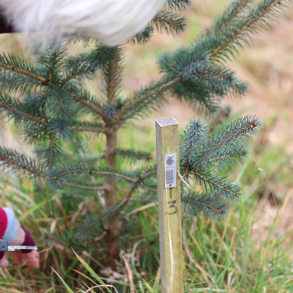 Measuring a conifer Measuring a conifer