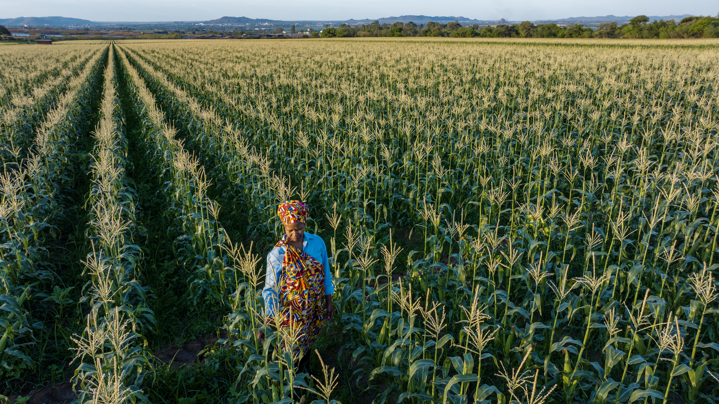 A person in colourful traditional clothing stands in the middle of a vast cornfield with evenly spaced rows stretching into the distance.