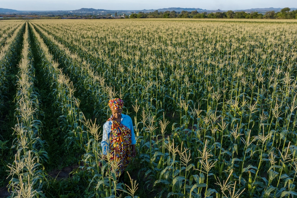A person in colourful traditional clothing stands in the middle of a vast cornfield with evenly spaced rows stretching into the distance. A person in colourful traditional clothing stands in the middle of a vast cornfield with evenly spaced rows stretching into the distance.