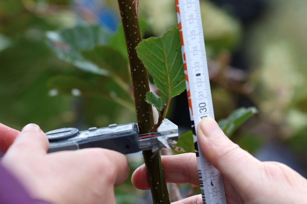 Measuring the width and length of a tree Measuring the width and length of a tree