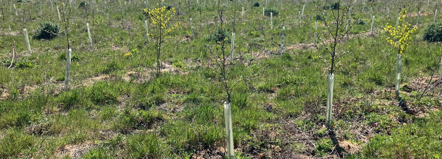 A wide-angle shot of a field with young trees planted in protective tree tubes, surrounded by green grass. The sky is clear and blue, with a line of mature trees visible in the background. A wide-angle shot of a field with young trees planted in protective tree tubes, surrounded by green grass. The sky is clear and blue, with a line of mature trees visible in the background.