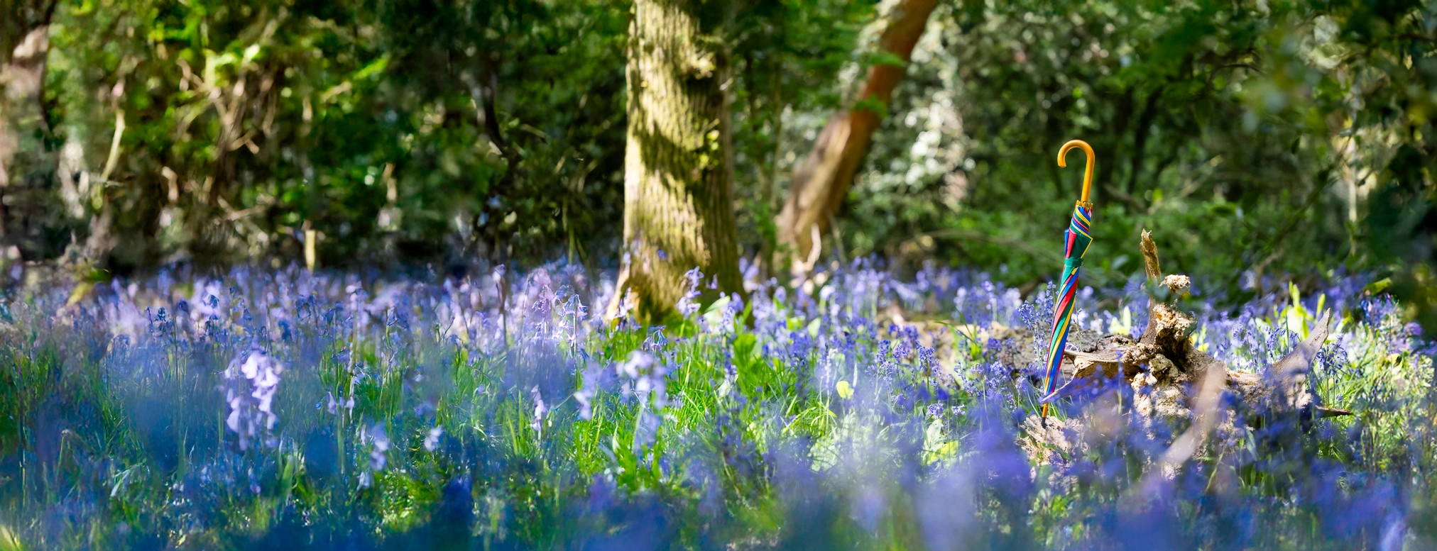 A colourful L&G umbrella with a curved handle stands upright in a sunlit woodland clearing, surrounded by a dense carpet of blooming bluebells and vibrant green foliage. A colourful L&G umbrella with a curved handle stands upright in a sunlit woodland clearing, surrounded by a dense carpet of blooming bluebells and vibrant green foliage.