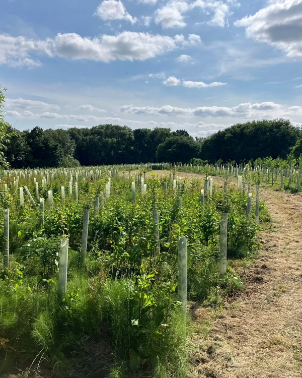 Rows of young trees in protective tree tubes spread across a grassy field. A dirt path runs alongside the planted area, and mature trees form a dense woodland in the background under a partly cloudy sky. Rows of young trees in protective tree tubes spread across a grassy field. A dirt path runs alongside the planted area, and mature trees form a dense woodland in the background under a partly cloudy sky.