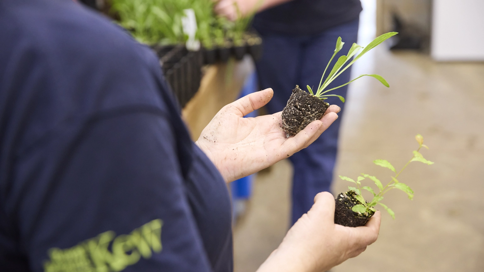 A person holding two small seedlings with soil in their hands, standing in a room with other people in the background. A person holding two small seedlings with soil in their hands, standing in a room with other people in the background.