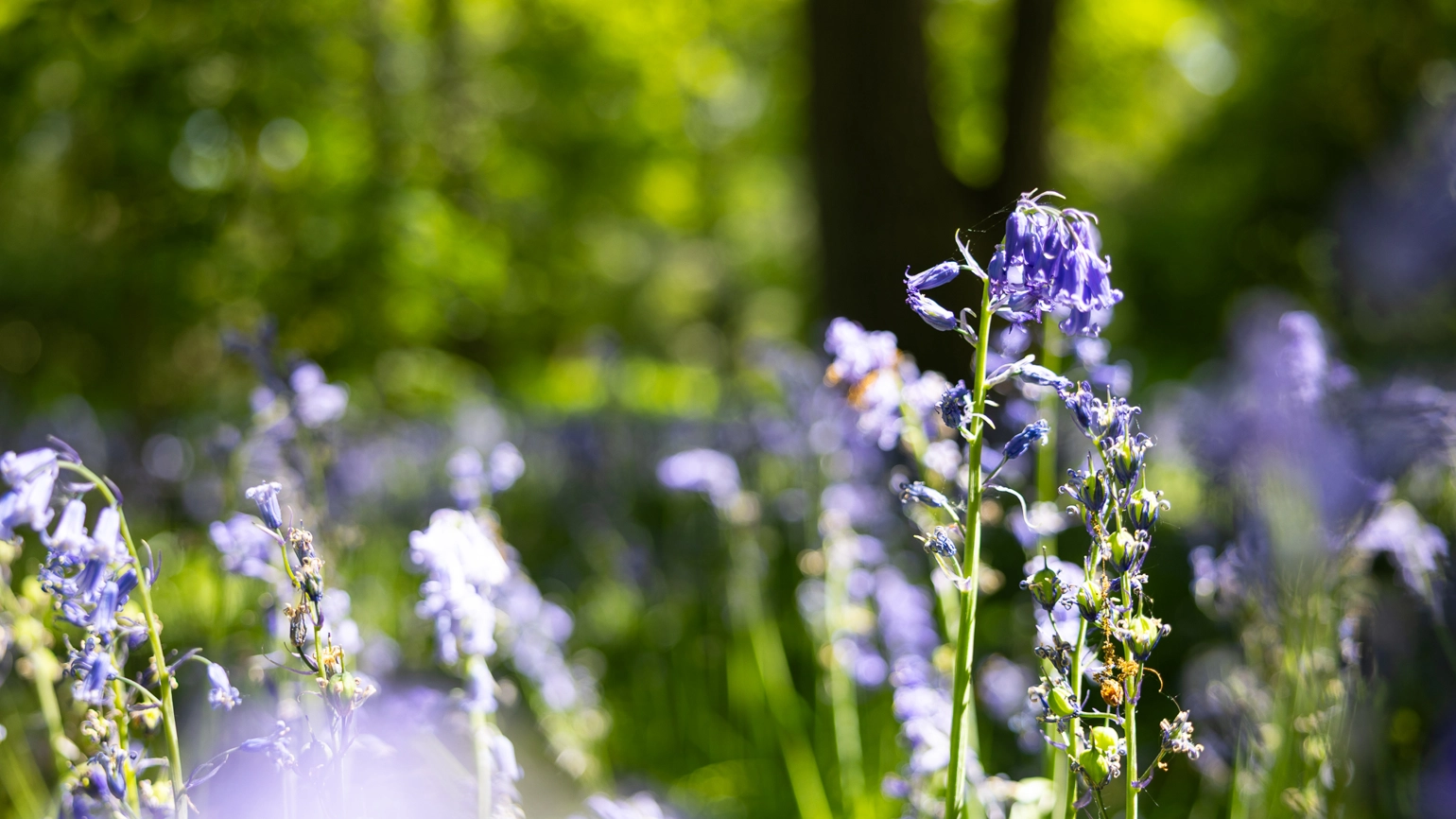A close-up view of bluebell flowers in a woodland. The background, with bluebell flowers and green foliage, is blurred. A close-up view of bluebell flowers in a woodland. The background, with bluebell flowers and green foliage, is blurred.