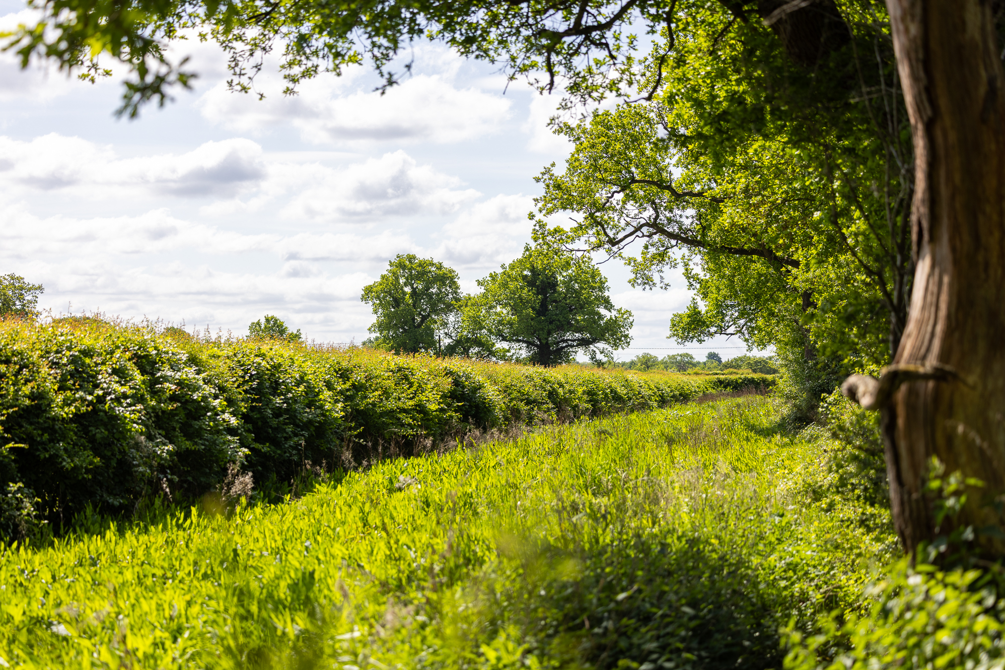 Countryside landscape with a lush, green field bordered by dense hedges and tall trees. The sky is partly cloudy with patches of blue.