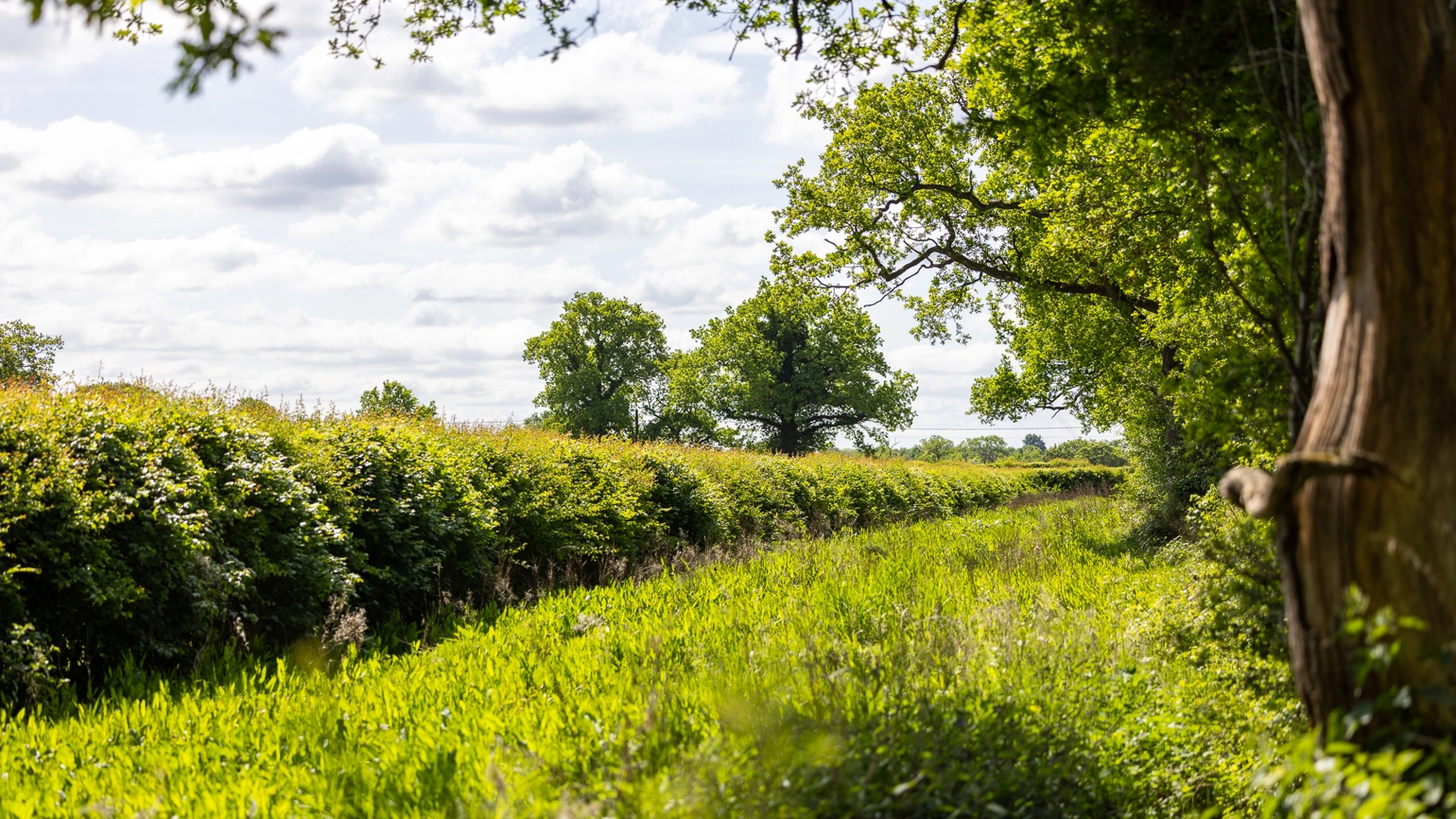 Countryside landscape with a lush, green field bordered by dense hedges and tall trees. The sky is partly cloudy with patches of blue. Countryside landscape with a lush, green field bordered by dense hedges and tall trees. The sky is partly cloudy with patches of blue.