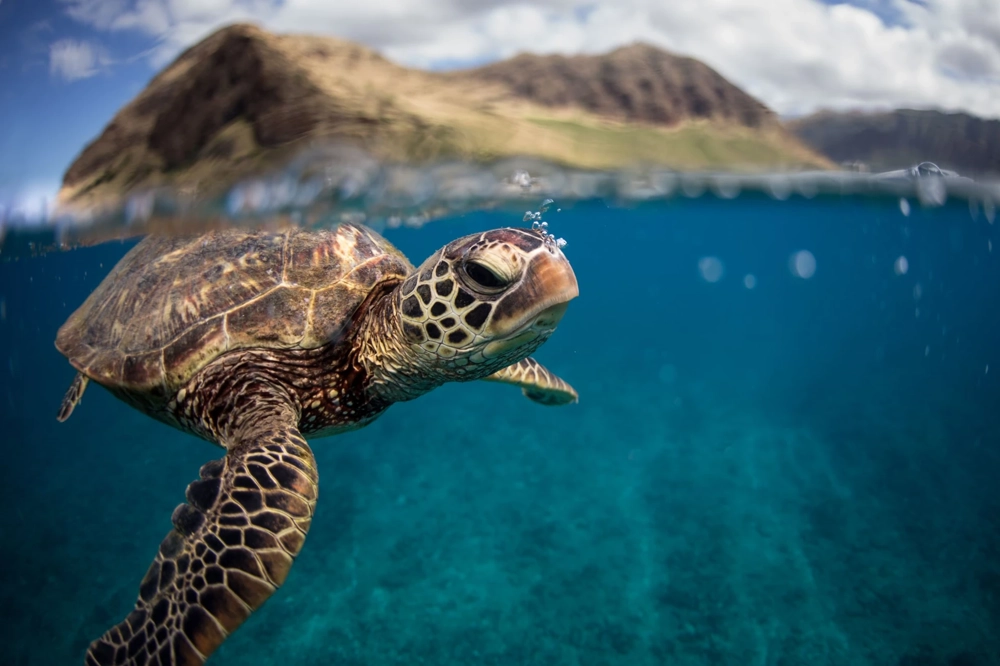 Photograph of a turtle under the water Photograph of a turtle under the water
