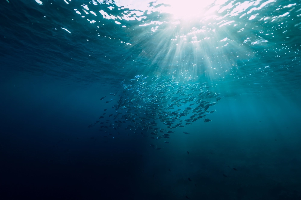A large school of fish swimming underwater in deep blue ocean water, illuminated from above by bright sunlight streaming through the surface. A large school of fish swimming underwater in deep blue ocean water, illuminated from above by bright sunlight streaming through the surface.